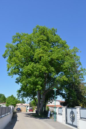 Chêne centenaire